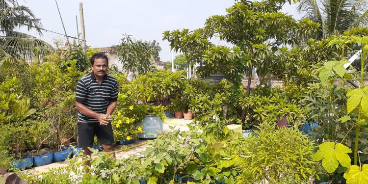 Baripada businessman’s rooftop garden a source of inspiration