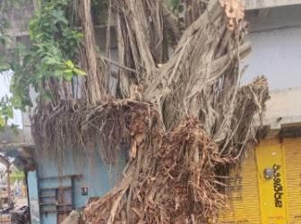 Century-old Banyan tree in Berhampur comes out as winner