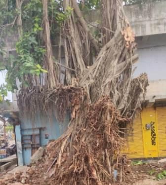 Century-old Banyan tree in Berhampur comes out as winner