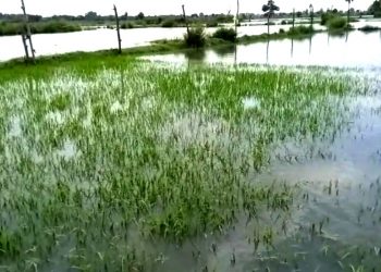 Farmlands in Bhadrak flooded