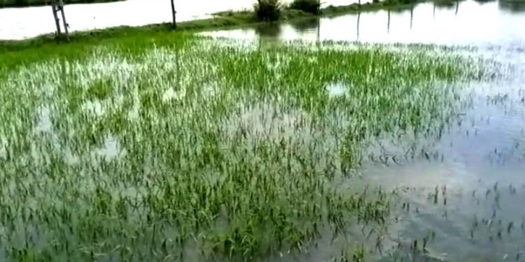 Farmlands in Bhadrak flooded