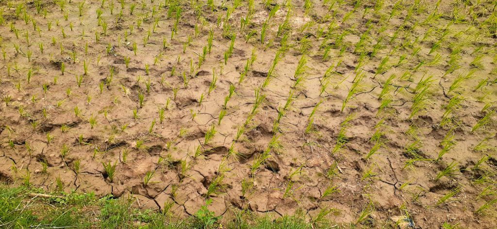 Farmlands in Mayurbhanj dry