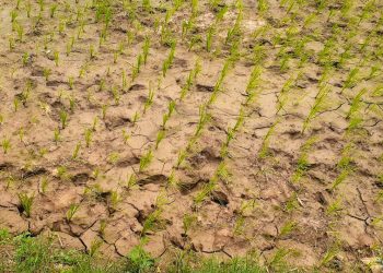 Farmlands in Mayurbhanj dry