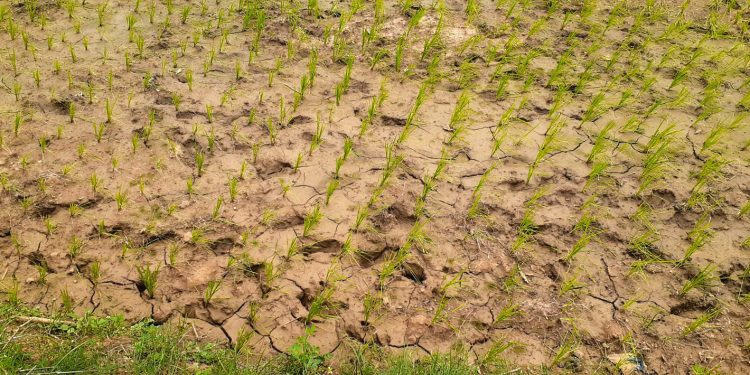 Farmlands in Mayurbhanj dry