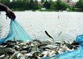 Fish production