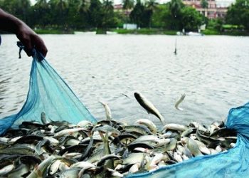 Fish production hit in Kandhamal district