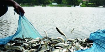 Fish production