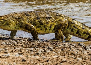 Forest department begins probe after people feast on crocodile  