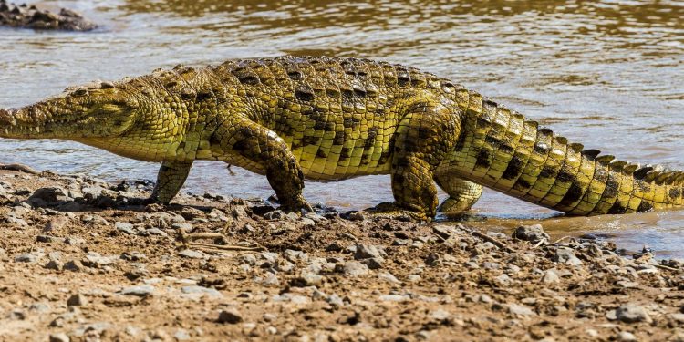 Forest department begins probe after people feast on crocodile  