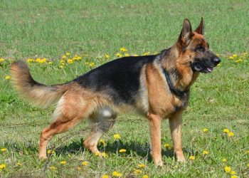 German Shepard