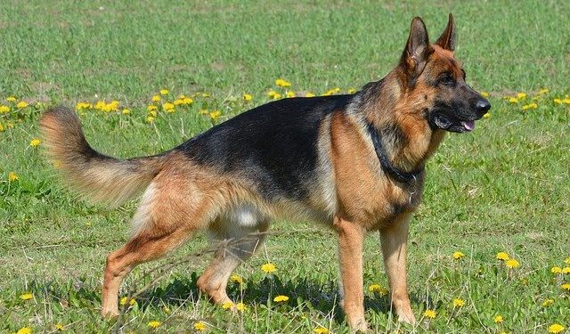 German Shepard