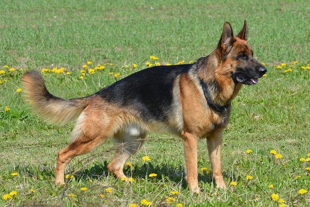 German Shepard