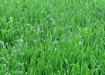 Green fodder hope for COVID-hit Sambalpur farmers