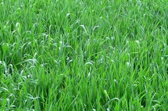 Green fodder hope for COVID-hit Sambalpur farmers