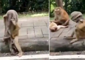 Watch video: Even monkey is cautious; makes a face mask and walks in full swag