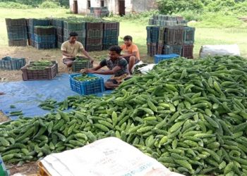 Jajpur vegetable farmers hit hard by shutdown rules