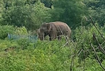 Jumbos on rampage in Dhenkanal, Keonjhar