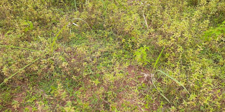 Lemongrass plantation project dies an untimely death in Mayurbhanj
