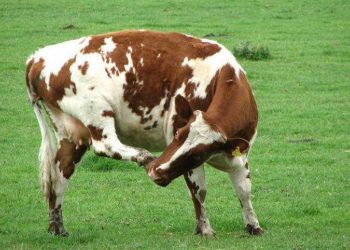 Mad cow tramples woman to death in Boudh