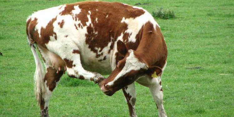 Mad cow tramples woman to death in Boudh