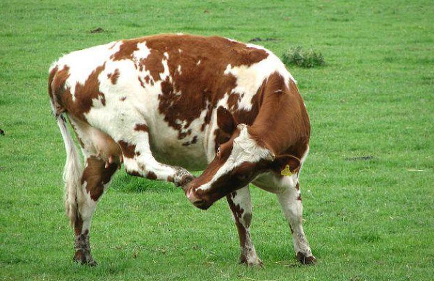 Mad cow tramples woman to death in Boudh
