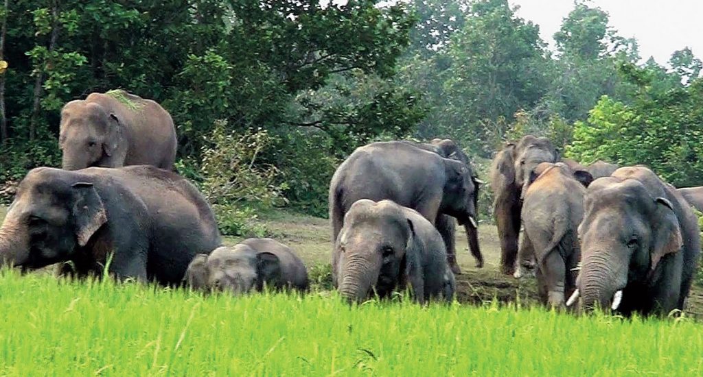 Marauding elephant herd a constant source of terror to 15 villages in Angul district