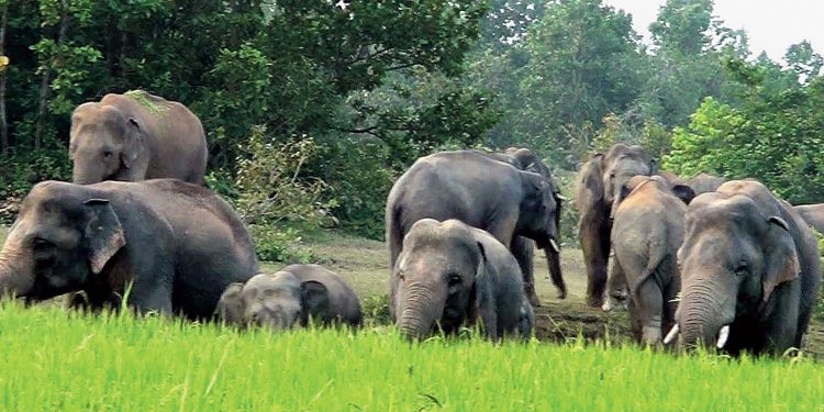 Marauding elephant herd a constant source of terror to 15 villages in Angul district