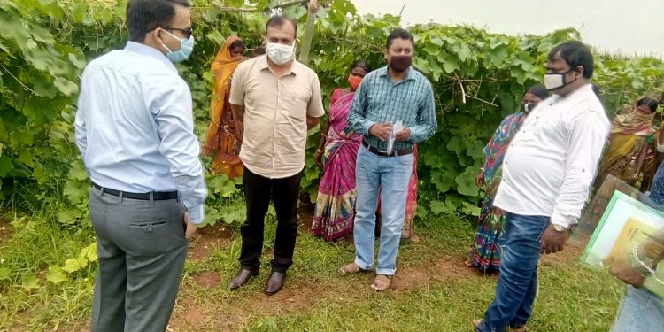 Mayurbhanj women script success story in vegetable cultivation 