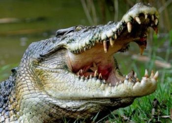 crocodile attack