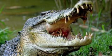 crocodile attack