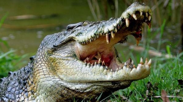 Minor boy killed in crocodile attack in Kendrapara