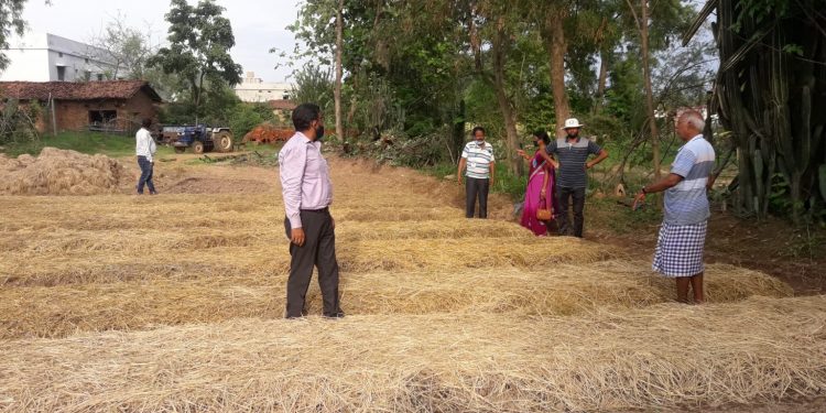 Nuapada farmers ‘gingerly’ over crop failure