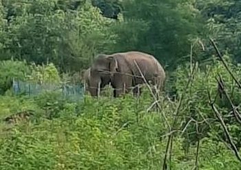 People lose sleep as jumbos go on rampage