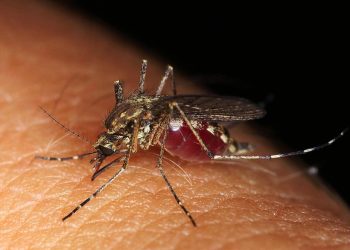 This is exactly why mosquitoes suck human blood; Scientists find the answer