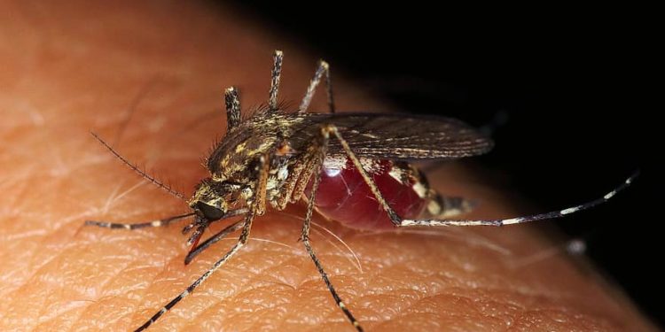 This is exactly why mosquitoes suck human blood; Scientists find the answer