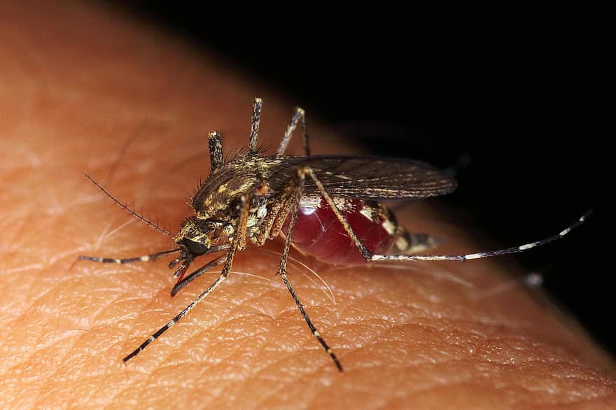 This is exactly why mosquitoes suck human blood; Scientists find the answer