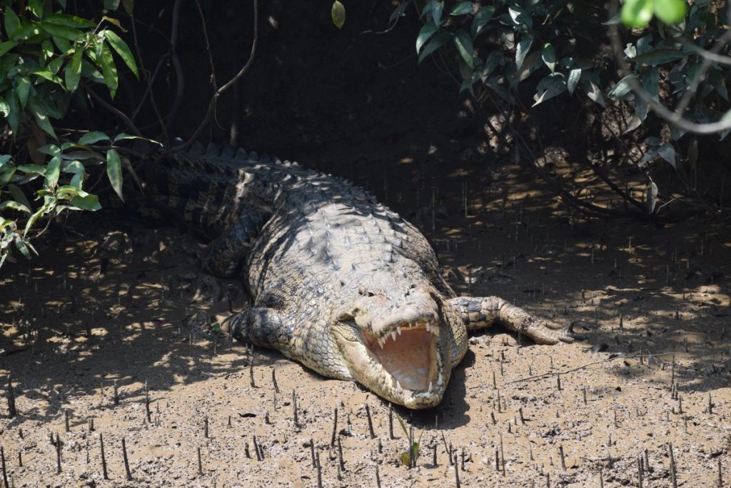 Record number of estuarine crocodile nests found in Bhitarkanika National Park
