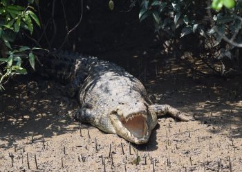Record number of estuarine crocodile nests found in Bhitarkanika National Park