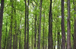 Western Odisha: Sal forest to be raised over 10 hectares in Sambalpur