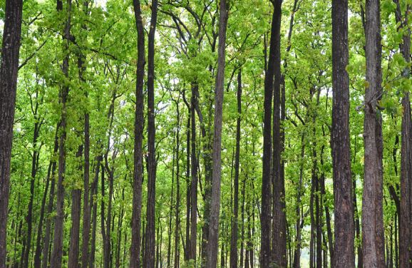 Western Odisha: Sal forest to be raised over 10 hectares in Sambalpur