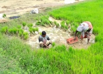 Scanty rainfall delays paddy transplantation  