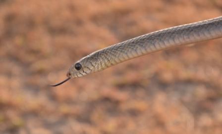 Snake rescued from woman’s scooter in Odisha