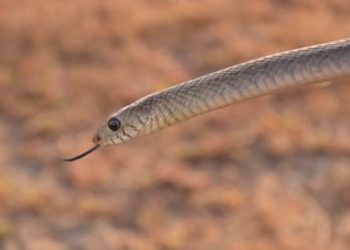 Snake rescued from woman’s scooter in Odisha