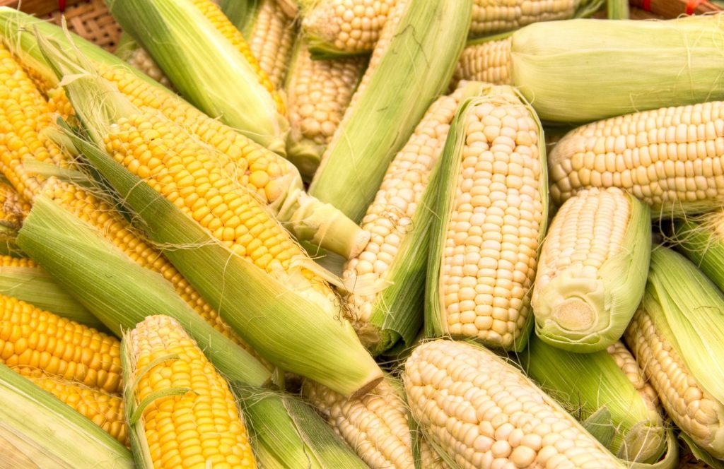 Sweet corn farmers’ dreams turn sour during COVID times