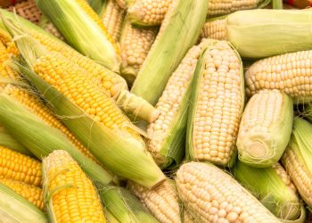 Sweet corn farmers’ dreams turn sour during COVID times