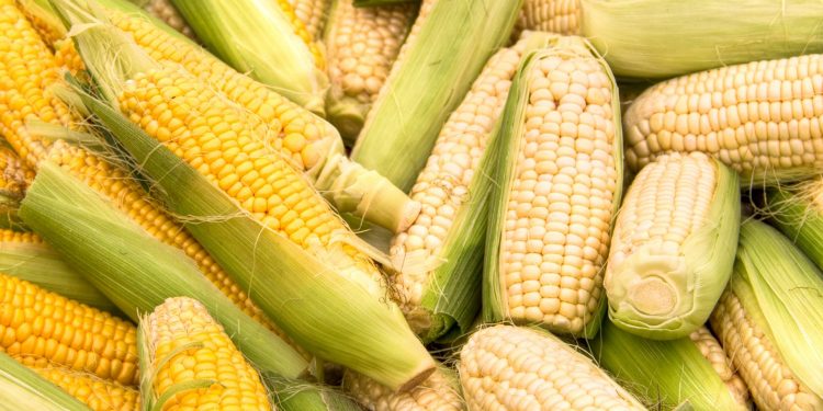 Sweet corn farmers’ dreams turn sour during COVID times