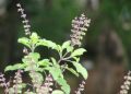 Tulsi (Basil leaves)