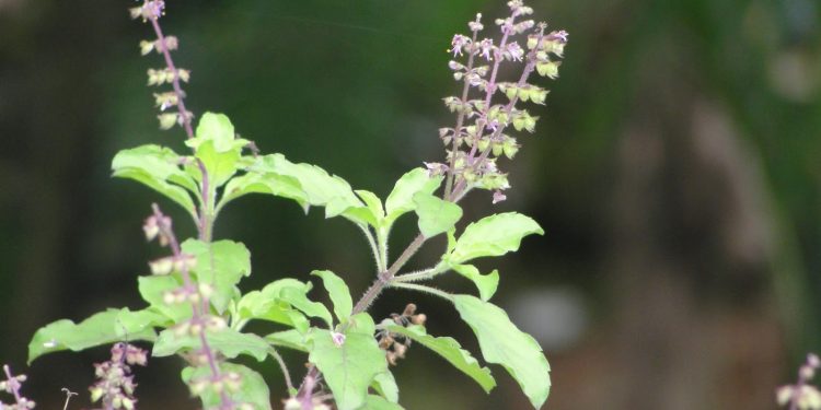 Tulsi (Basil leaves)