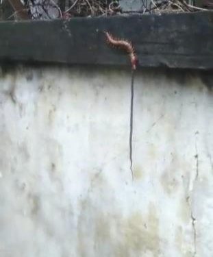 Unbelievable Centipede gobbles up snake! Yes, this happened in Odisha