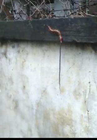 Unbelievable Centipede gobbles up snake! Yes, this happened in Odisha